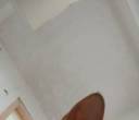 猫咪小橘白领养。