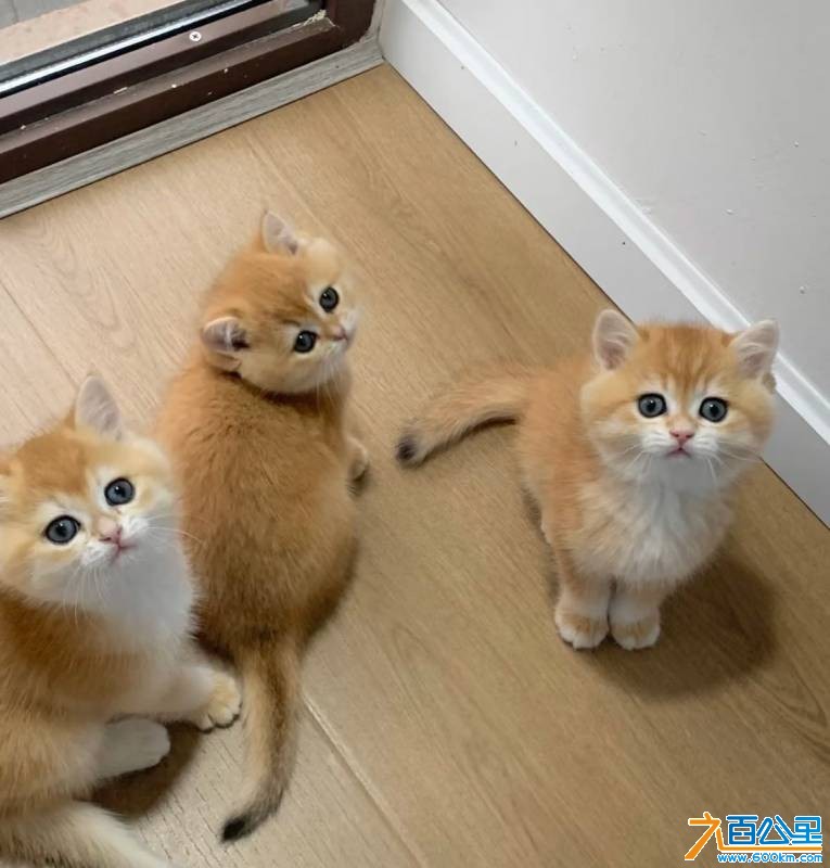 wechat_upload17682023246964a0543879a