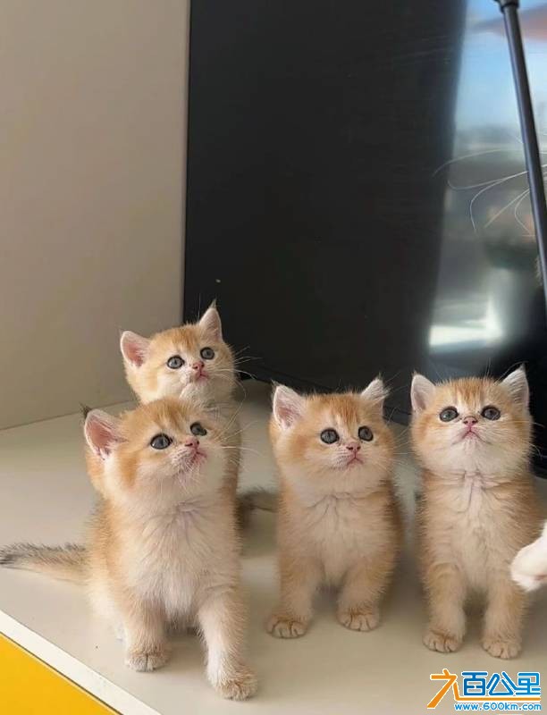 wechat_upload17682023396964a06372a12