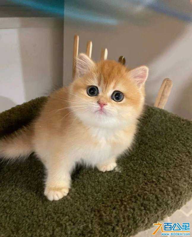 wechat_upload17682023516964a06f89c5f