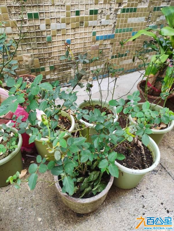 wechat_upload1768610813696adbfdce2d1