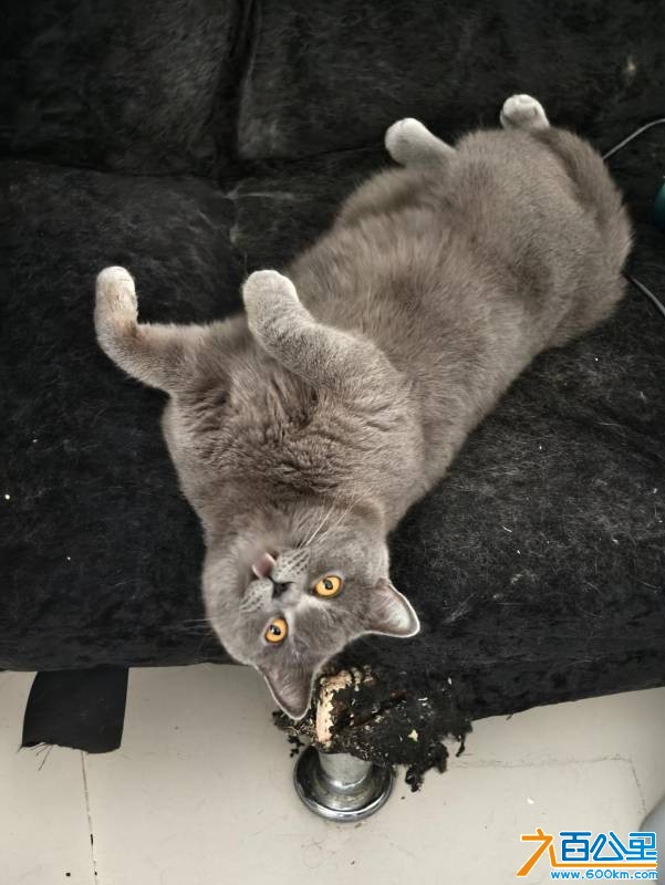 wechat_upload17690069126970e7401a059