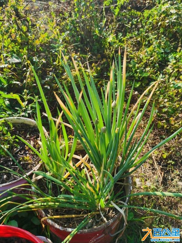 wechat_upload1769173500697371fc50bf5