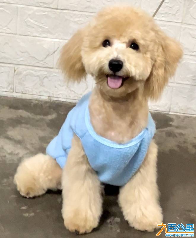 wechat_upload176923435169745faf91678