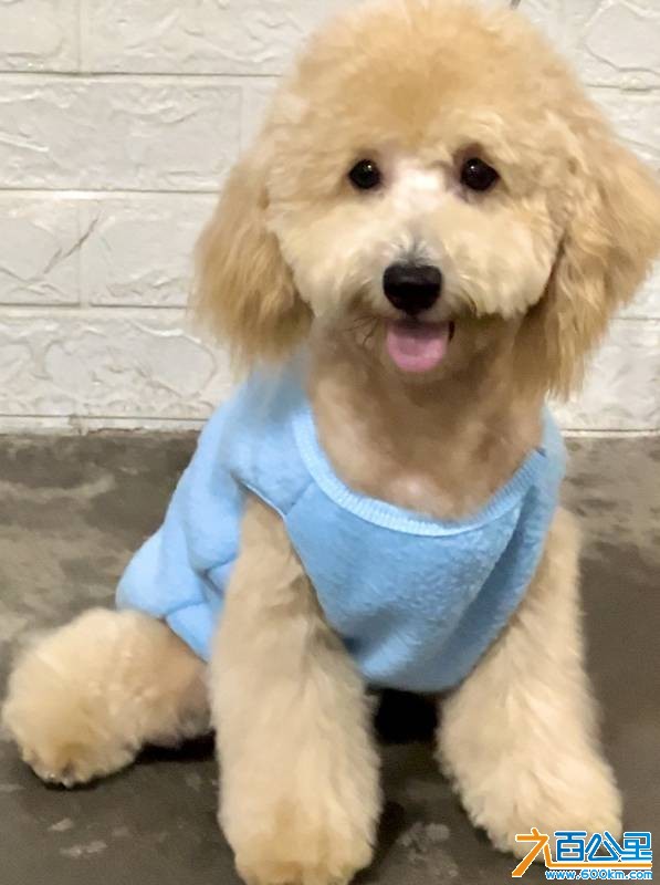 wechat_upload176923435369745fb15a784