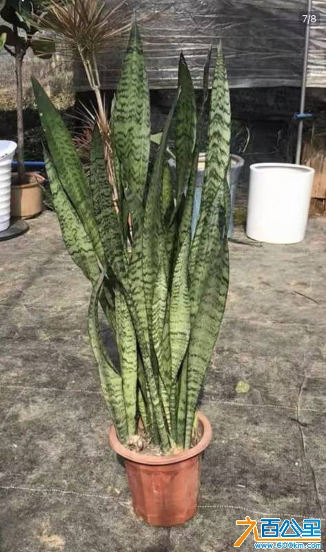 植物虎皮兰，保养的状态很好！